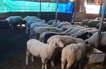 Hobi olarak 4 koyunla başlayan kardeşler 600 hayvan sayısına ulaştı 