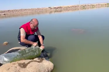 İdil’de Dirsekli göletine 100 bin yavru sazan bırakıldı