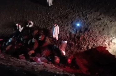 Iğdır’da arı saldırısının bilançosu: 816 koyun telef 