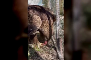 Iğdır’da bitkin halde bulunan kaya kartalı tedavisi sonrası doğaya salındı 