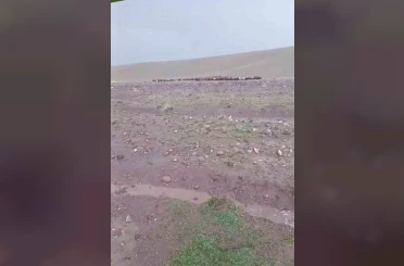 Iğdır’da sağanak ve dolu sonrası sel: Hayvanlar son anda kurtarıldı 