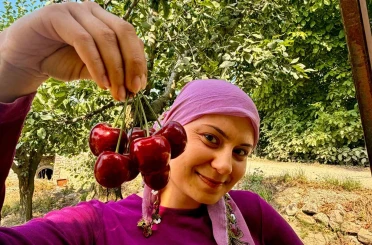 İhracatlık kirazda hasat dönemi başladı 