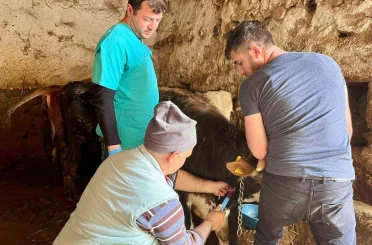 İhsaniye’de şap hastalığına karşı çalışma yapıldı 
