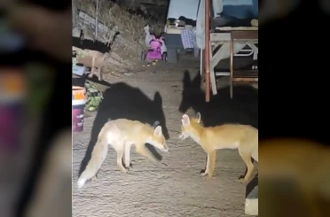 İki tilki akşamları bu evin misafiri 