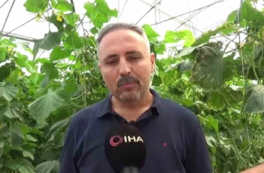 İlçesinde sera eksikliği gördü, 10 bin metrekarelik alana salatalık serası kurdu 