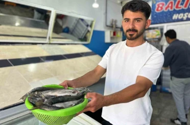 İnci kefali tezgâhlardaki yerini aldı 
