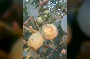 İpsala’da dolu yağışı 500 dekarlık ceviz bahçesinde hasar oluşturdu 