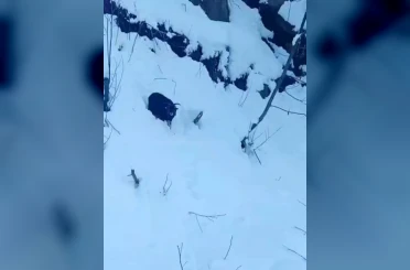 İş makinesi operatörü karda kaybolan keçiyi sahiplerine ulaştırdı 