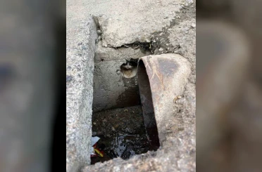İskenderun’da rögar borusuna düşen yavru kediler kurtarıldı 