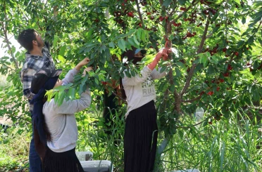 İspanyol kirazı Adana’dan Avrupa’ya ihraç ediliyor 