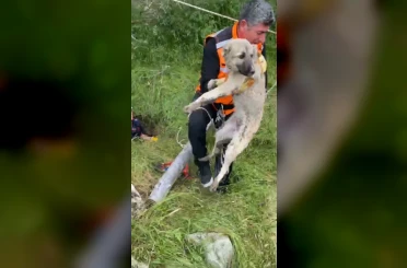 Isparta’da foseptik çukuruna düşen yavru köpek ve kaplumbağa kurtarıldı 