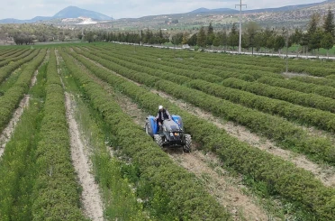 Isparta’da gül hasadı öncesi umutlar arttı: 13 bin ton rekolte bekleniyor 