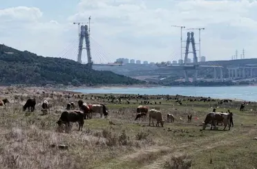 İstanbul Barajlarında kuraklık tehlikesi: Doluluk oranları yüzde 48 seviyesine geriledi

