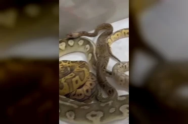 İstanbul’da bir evden 18 piton, 21 Mısır ve 3 king yılanı çıktı 