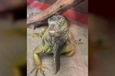 İstanbul’da bir evden tarantula, yılan, akrep, iguana, Afrika dev salyangozları çıktı 