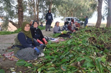 İstilacı su sümbülleri depremzede kadınların ellerinde sanat eserine dönüşüyor 