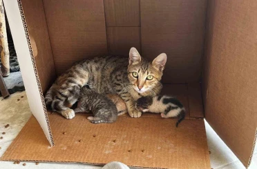 İşyerinde doğan kedi yavrularına esnaf sahip çıktı 