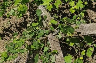 İtfaiyenin iguana mesaisi 