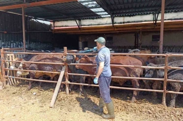 İthal besi hayvanlarına yönelik denetim 
