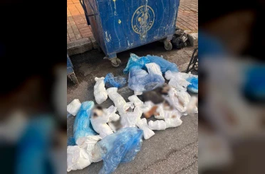 İzmir’de 33 ölü kedi olayında gözaltına alınan veteriner, tutuklama talebiyle mahkemeye sevk edildi 