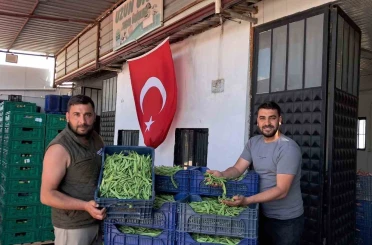 İznik’te Nazende fasulyesinde ilk hasat başladı, üretici fiyatlardan memnun 