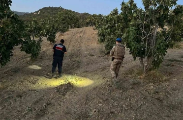 Jandarma incir hırsızlarına geçit vermiyor 
