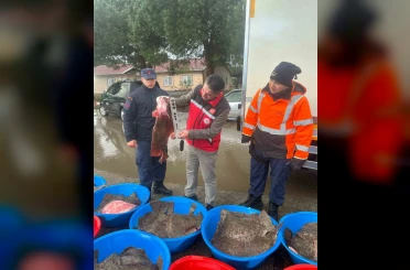 Kaçak avcılık operasyonunda 500 kalkan balığına el konuldu 