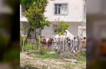 Kaçan kurbanlık iğne vurularak yakalandı 