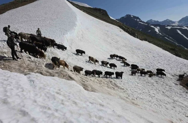 Kaçkarlar’da nefes kesen mücadele: ’Tarihi Öküz Göçü’ tamamlandı 