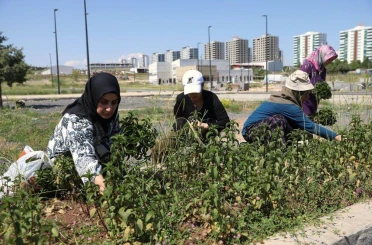Kadın emeğiyle yetişen tıbbi ve aromatik bitkilerin ilk hasadı yapıldı 