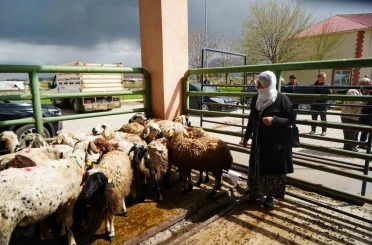 Kadın üreticilere 3 bin küçükbaş hayvan desteği 