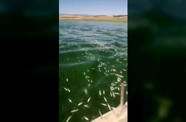 Kahramanmaraş’ta balık ölümleri 