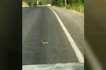 Kahramanmaraş’ta bukalemuna yol veren sürücü güldürdü 