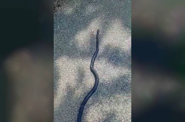 Kahramanmaraş’ta kara yılan görüntüledi 