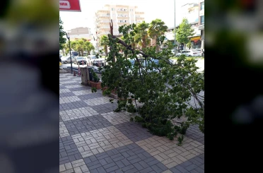 Kahta’da şiddetli rüzgar ağacı devirdi 