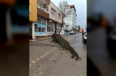 Kahta’da şiddetli rüzgar çam ağacını devirdi 