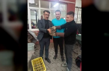 Kahvehane camına çarpan baykuş rehabilitasyona alındı 
