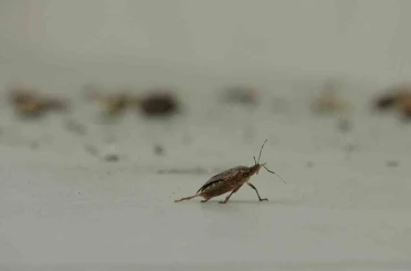Kahverengi kokarca istilası vatandaşları tedirgin ediyor 