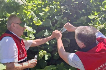 Kahverengi kokarcaya karşı samuray arısı doğaya salındı 