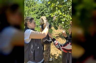 Kahverengi kokarcaya karşı samuray arısı doğaya salındı 