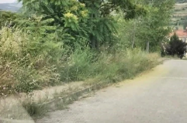Kaldırımları otlar kaplayınca vatandaşların yılan korkusu başladı 