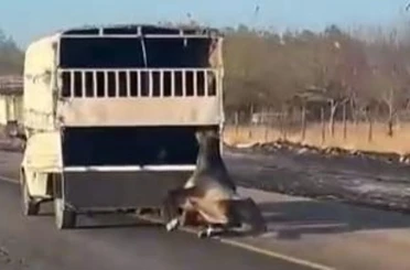 Kamyonetten yola düşen at yolda sürüklendi