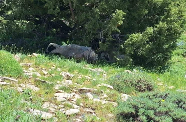 Kangalın sadakati yaylada dikkat çekti 