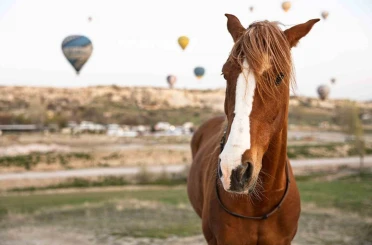 Kapadokya’da ‘güzel atlar’ görücüye çıkacak 