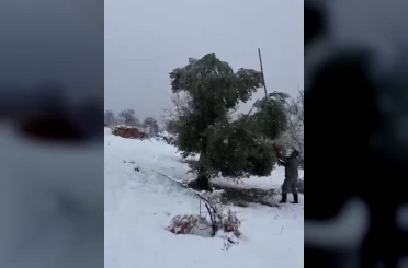 Kar ağırlığına dayanamayan ağaçlar zarar gördü 