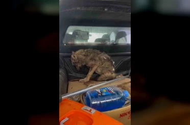 Kar nedeniyle aç kalan kurt, köpek barınağına sığındı 
