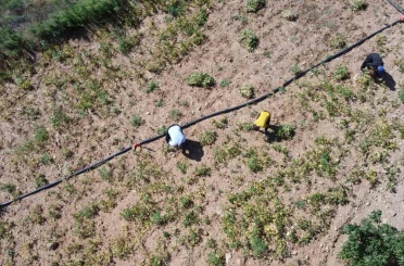 Kar suyuyla sulanan, beyaz fasulyede hasat zamanı 