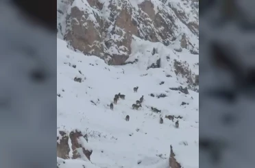 Kar üzerinde otlanan dağ keçileri sürü halinde görüntülendi 