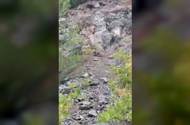 Karabük’te ayılar cep telefonu kamerasıyla görüntülendi 