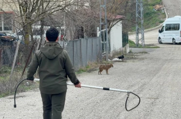 Karabük’te yerleşim yerine inen hasta çakal tedavi edilip doğaya salındı 